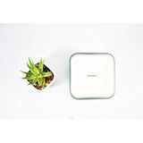 White Tea + Ginger Classic Collection Candle