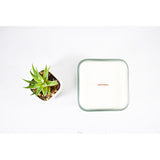 Japanese Citrus Classic Collection Candle